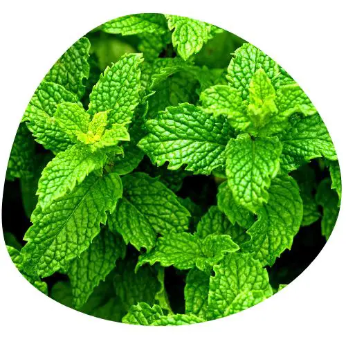 Peppermint for Sore Throat